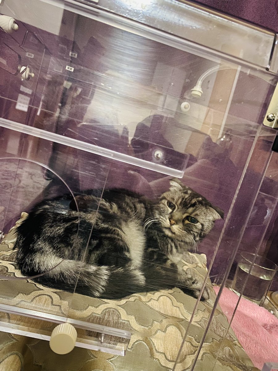 kulko_yh's tweet image. 高齢猫のムギ、肺高血圧症で呼吸がかなり大変になってきた…けど、酸素室を導入したおかげで少しだけ元気を取り戻してる。俺も入りたいくらい。酸素室、知ってる人も使う人も増えたら嬉しいな。#酸素室 #猫の健康 #希望の光