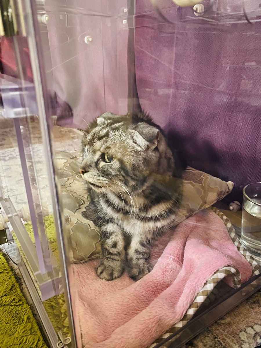 kulko_yh's tweet image. 高齢猫のムギ、肺高血圧症で呼吸がかなり大変になってきた…けど、酸素室を導入したおかげで少しだけ元気を取り戻してる。俺も入りたいくらい。酸素室、知ってる人も使う人も増えたら嬉しいな。#酸素室 #猫の健康 #希望の光