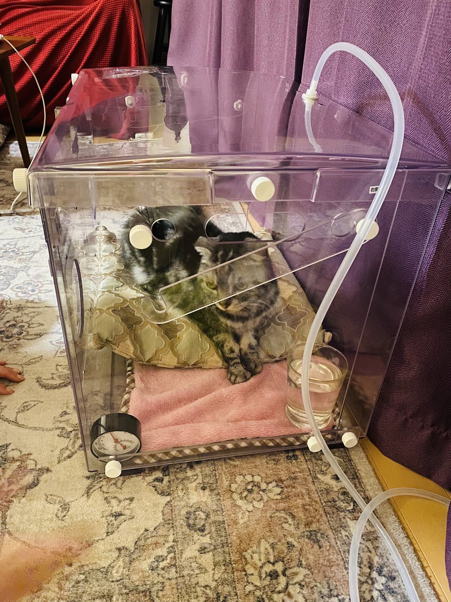 kulko_yh's tweet image. 高齢猫のムギ、肺高血圧症で呼吸がかなり大変になってきた…けど、酸素室を導入したおかげで少しだけ元気を取り戻してる。俺も入りたいくらい。酸素室、知ってる人も使う人も増えたら嬉しいな。#酸素室 #猫の健康 #希望の光