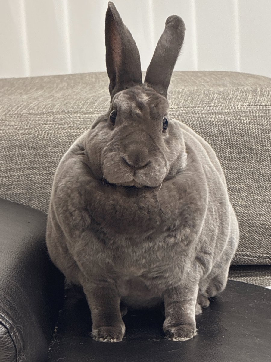 柴叉クロ tweet media