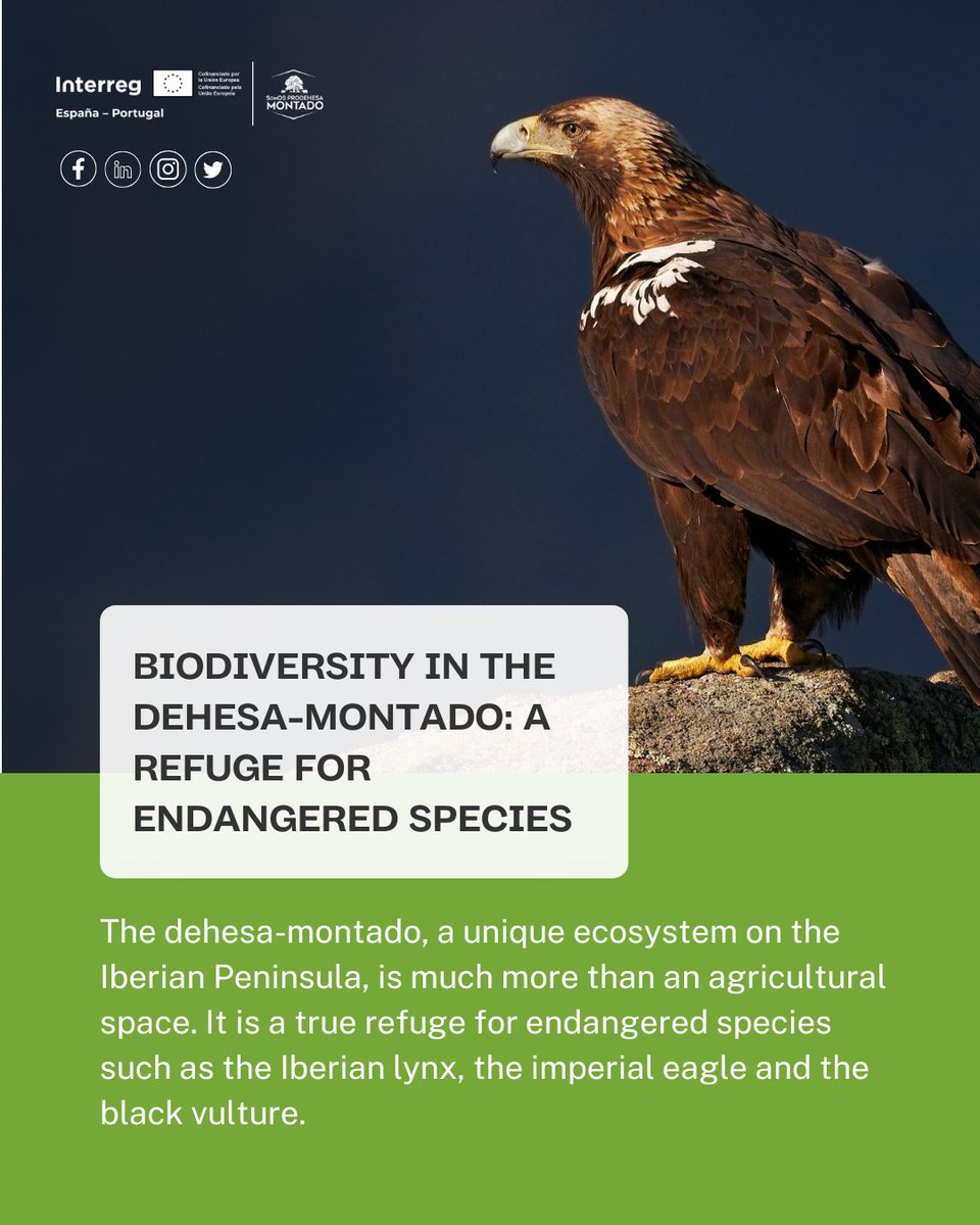 sosprodehesa's tweet image. 🌳🐦 Biodiversity in the Dehesa-Montado: A Refuge for Endangered Species 🐦🌳
With its forests of holm oaks and cork oaks, meadows and pastures, the dehesa offers the perfect habitat for many endemic and migratory species.🐾🌿
#Biodiversity #DehesaMontado #SOSProDehesa