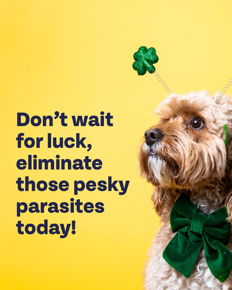 Don’t leave your pet’s health to luck! 🐾 Take charge with Bob Martin and protect them from fleas and ticks. 🐶🐱