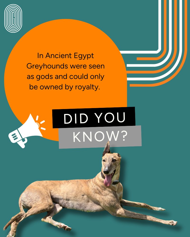 GreyhoundHoming's tweet photo. Thankfully, times have moved on and nowadays you don’t have to be royalty to own a greyhound. In fact, greyhounds are adaptable to new home environments so don’t worry if you don’t live in Buckingham Palace! 👑
#GreyhoundFacts #GHUK #FactsAboutGreyhounds #AdoptAGreyhound https://t.co/yOJNEGwm5y