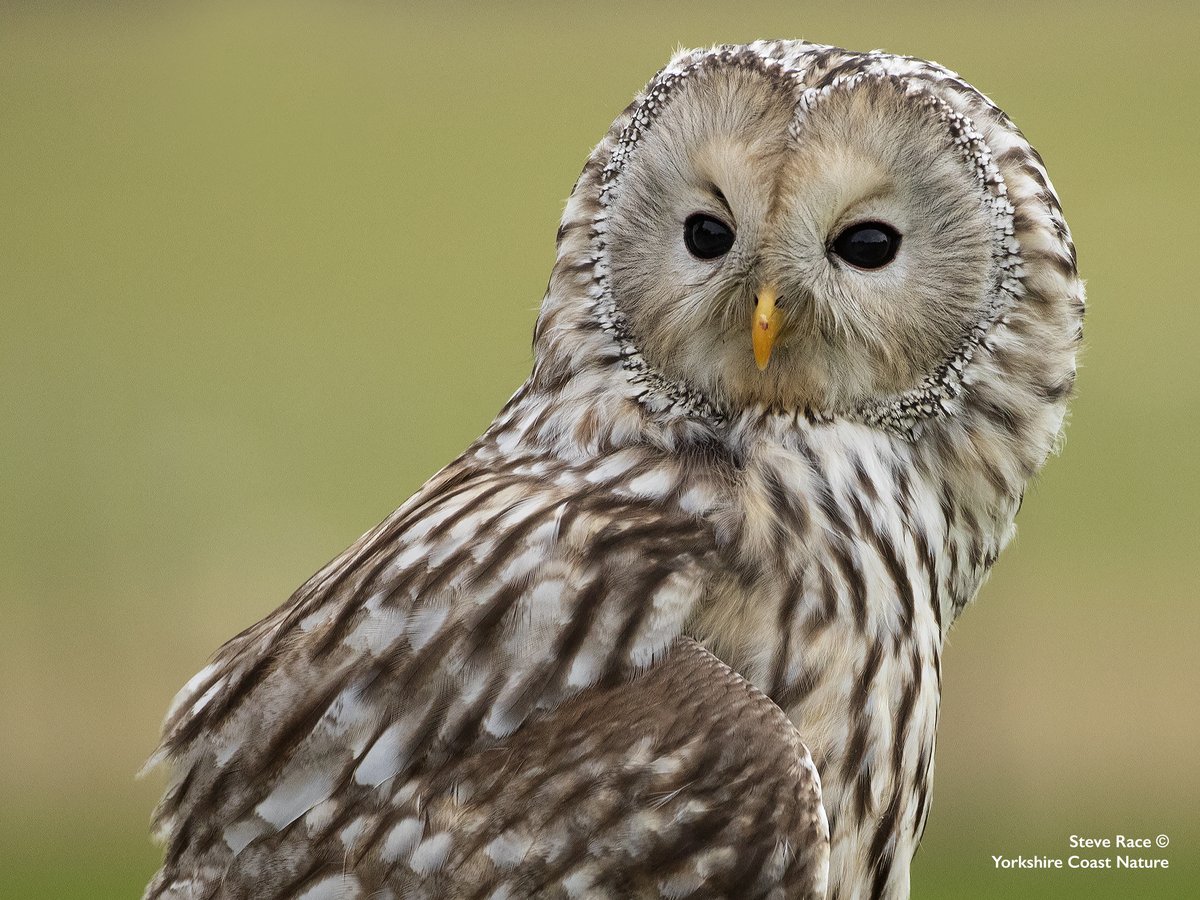 Steve Race (@wildlifeimages) on Twitter photo Owl Photography Experience
I still have a few places available on tomorrow's Owl Photography Experience <a href="/NCBPDuncombe/">NCBP Duncombe</a> in Helmsley, North Yorkshire. Come and join me to photograph owls from all around the world and the weather forecast looks amazing #owls
yorkshirecoastnature.co.uk/workshops/90/2… Owl Photography Experience
I still have a few places available on tomorrow's Owl Photography Experience <a href="/NCBPDuncombe/">NCBP Duncombe</a> in Helmsley, North Yorkshire. Come and join me to photograph owls from all around the world and the weather forecast looks amazing #owls
yorkshirecoastnature.co.uk/workshops/90/2…