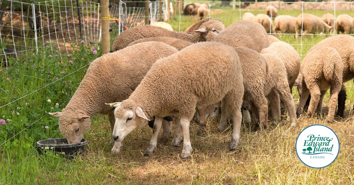 🌾🚜 Follow the new Facebook page: PEIAgriculture for updates, resources, and insights on local farming, sustainability, and food security. Stay connected with the agriculture community and support a sustainable future! 🌱👩‍🌾