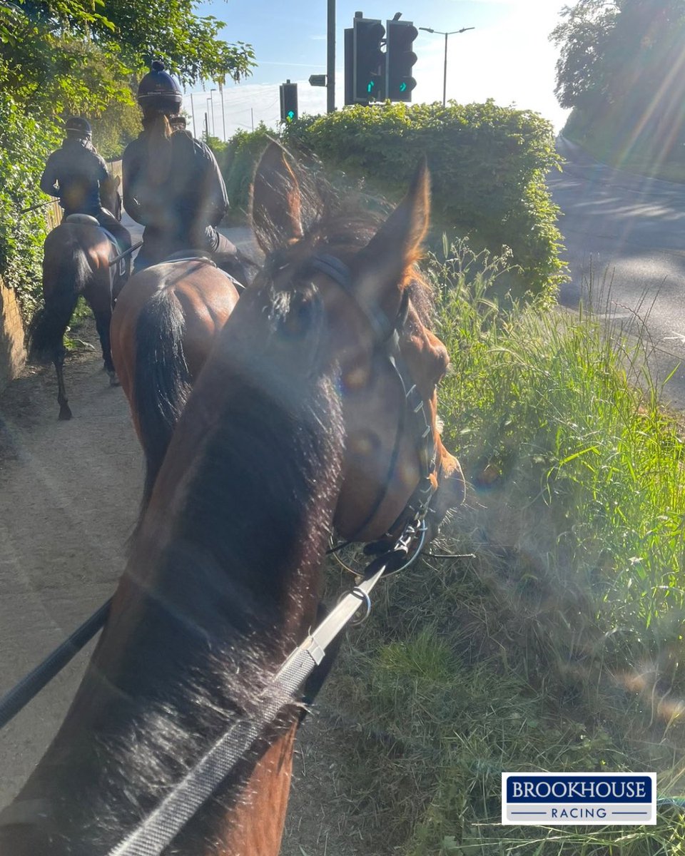 BrookhouseRacin's tweet image. Full speed ahead! 🚦 

Gozo has the green light for Southwell this Wednesday!

#Declared