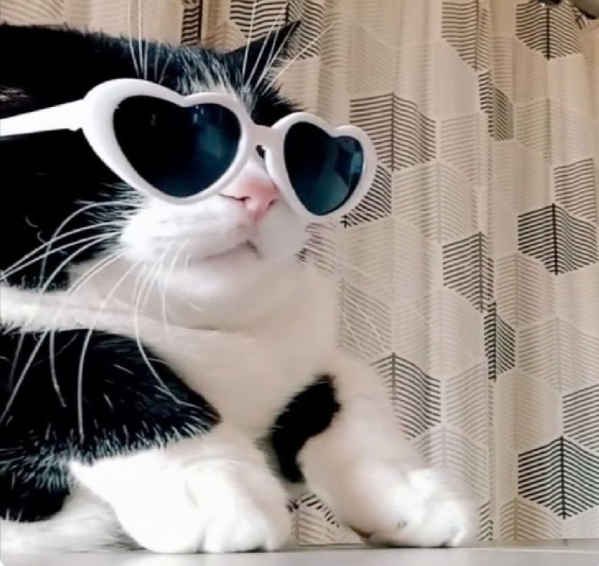 celtics_og11's tweet photo. @shahh Time to buy $Nina the dancing cat!      

8tjDEawK5zBBYGmfnE4qbdbSCMpNCEPmWcorwGnpump

Generational entry! https://t.co/ygEfxsIwf5