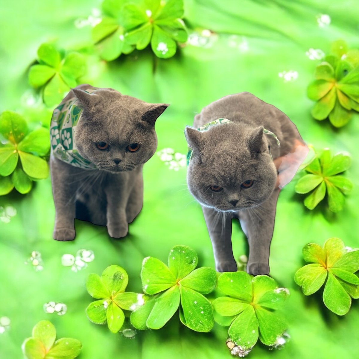 Wishing all pals #HappyStPatricksDay #CatsOfTwitter #CatsOnTwitter 🍀💚😻🍀💚😻 
#KittyLoafMonday