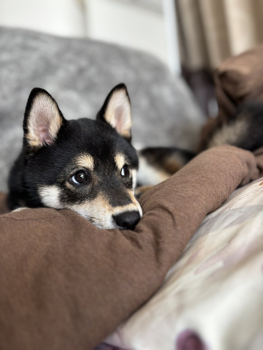 iPhoneの写真綺麗に撮れるのすごい
phoenix-acumox.com