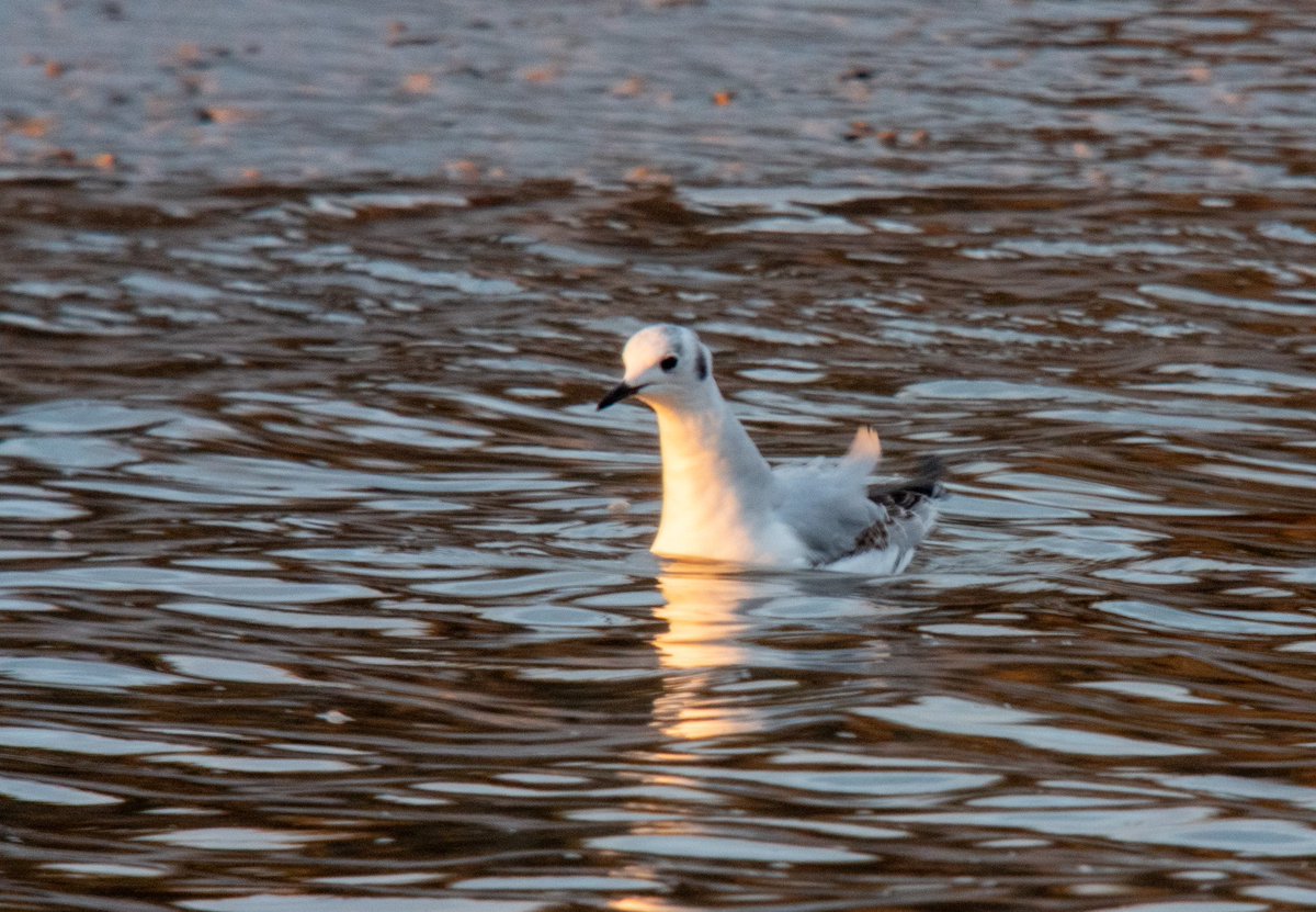 Christopher Onn tweet media