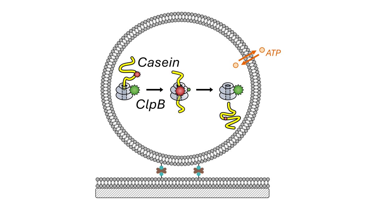 Our newest paper uses single-molecule FRET to reveal how the AAA+ machine ClpB uses a Brownian-ratchet like mechanism to translocate proteins - taking milliseconds, depending weakly on temperature, and sometimes starting in the 'wrong' direction.
doi.org/10.1101/2025.0…