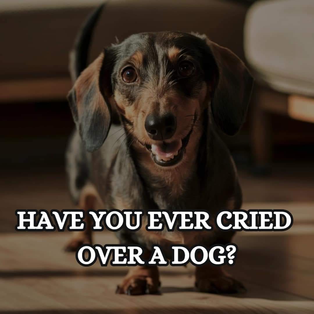 Dog Lovers tweet media