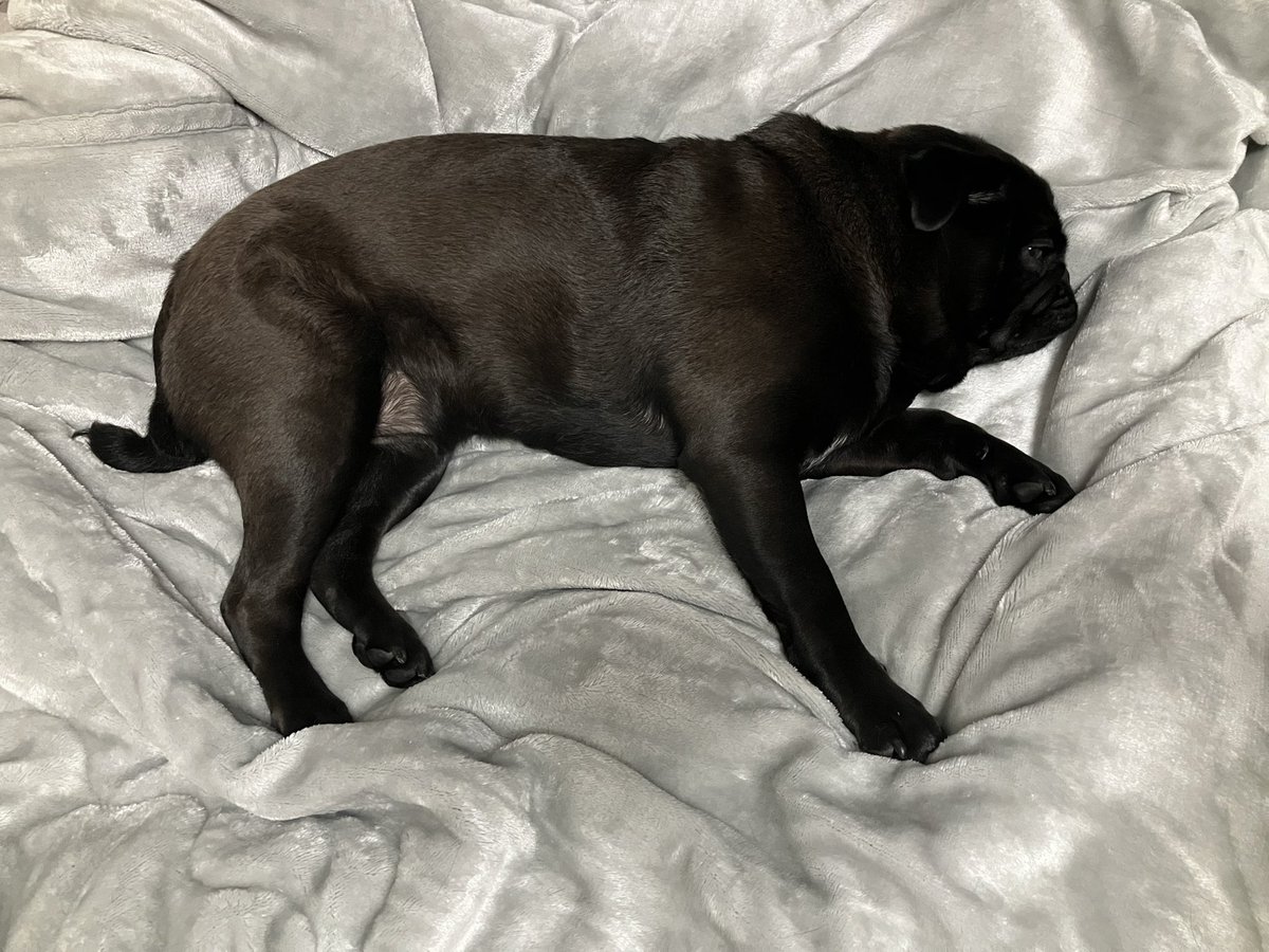 仕事終わって、お風呂とご飯済ませたらこんな時間！！

つくねくんを1時間遊んだりイチャイチャしたら、あら不思議！！
もう寝る時間！！

んで5時半起き。
やってらんねぇよ！！

至急犬吸って癒されるしかねぇよ！！