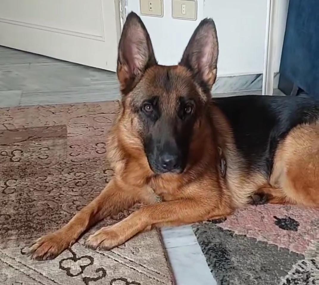 مين في يساعدني للاقي كلبتي؟ 
صرلها يومين ضايعة، هربت من صوت الفرقيع 💔
نزلت على كذا صفحة ورحنا فتشنا بالسيارة كمان ما مشي الحال. 
كثير مقهورة عليها لأن مسكينة وما بتعرف تدبر حالها , عندها anxiety وبخاف حدا يأذيها.
صرلها معي سنة وشهرين، شلتها من الطريق. 
<a href="/GhinaNahfawi/">Ghina</a> 
<a href="/RawaaMady/">Bekaa Rescue and Shelter (Lebanon)</a>