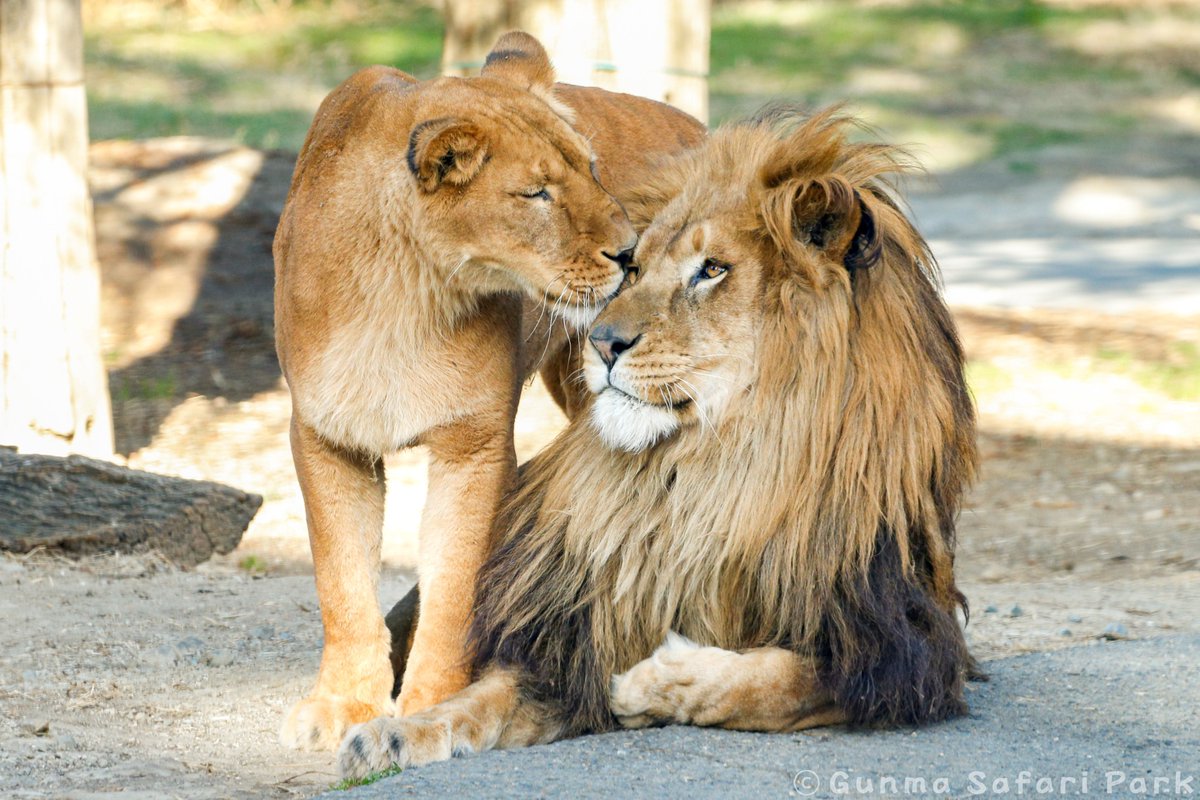 ライオンパグ(完全1点もの) fr200128_1.jpg