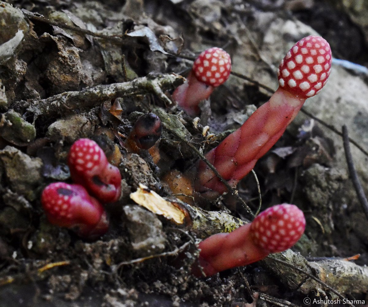 Ashutosh_05sn's tweet photo. The name of genus #Balanophora is derived from the ancient Greek words balanos (βάλανος), meaning "acorn" and pherein (φέρειν), meaning "to carry".
#mysteryplants #santalales #Botany2025 #eFloraofIndia #POWO #FlowersofHimalaya #parasiticplant https://t.co/GWqDsg28i1