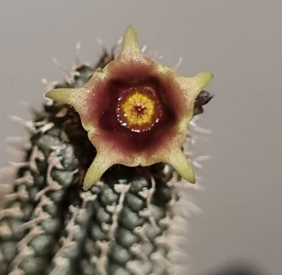 exotic-gardenkingdom.com