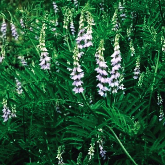 soulalignment1's tweet photo. iquorice 
Action~Anti-Inflammatory, Mild Laxative, Female Hormone Properties, Anti Stress, Anti Ulcer &amp; More...... 
Uses~ Inflamed Stomach, Mouth Ulcer, Respiratory Infections, Duodenal Ulcer, Used As. Cancer Remedy &amp; More......
https://t.co/jaevohYkRu https://t.co/B5PDInHTiO