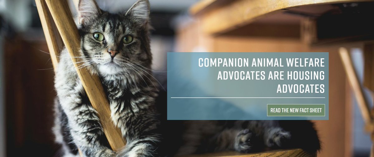 OppStartsatHome's tweet image. Pet-inclusive housing is rental housing free of breed, weight, or size restrictions and without non-refundable upfront fees or monthly pet rents. Only 9% of all rental housing allows pets without restrictions. Read our latest fact sheet to learn more bit.ly/4i3hjfr