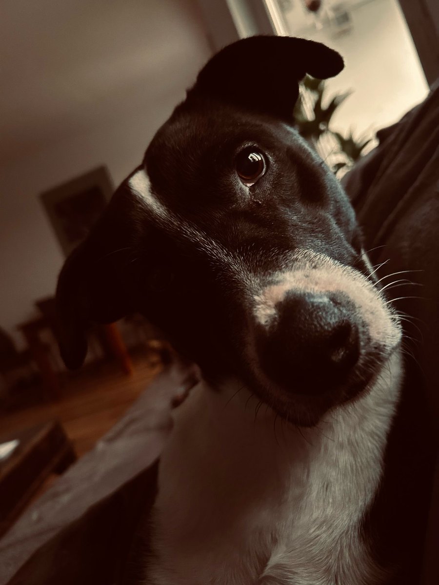 Walum du kei Fly mehr… ik liebe Fly..
Hühnafly… Rinfly… oh un Fickfly 🐟