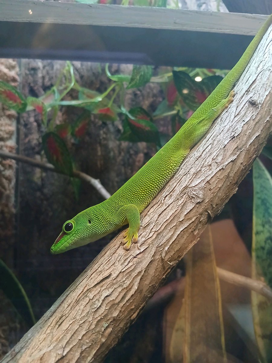 UticaZoo's tweet photo. Happy St. Patrick's Day from all of us at Utica Zoo! 🍀 May your day be filled with joy and wildlife wonders. 🌈

Come celebrate with us!

Wear green &amp; get $1 off admissions!
💚 https://t.co/bkALKOx9qP

#StPatricksDay #UticaZoo #VisitOneidaCounty https://t.co/6dzQxd4qSr