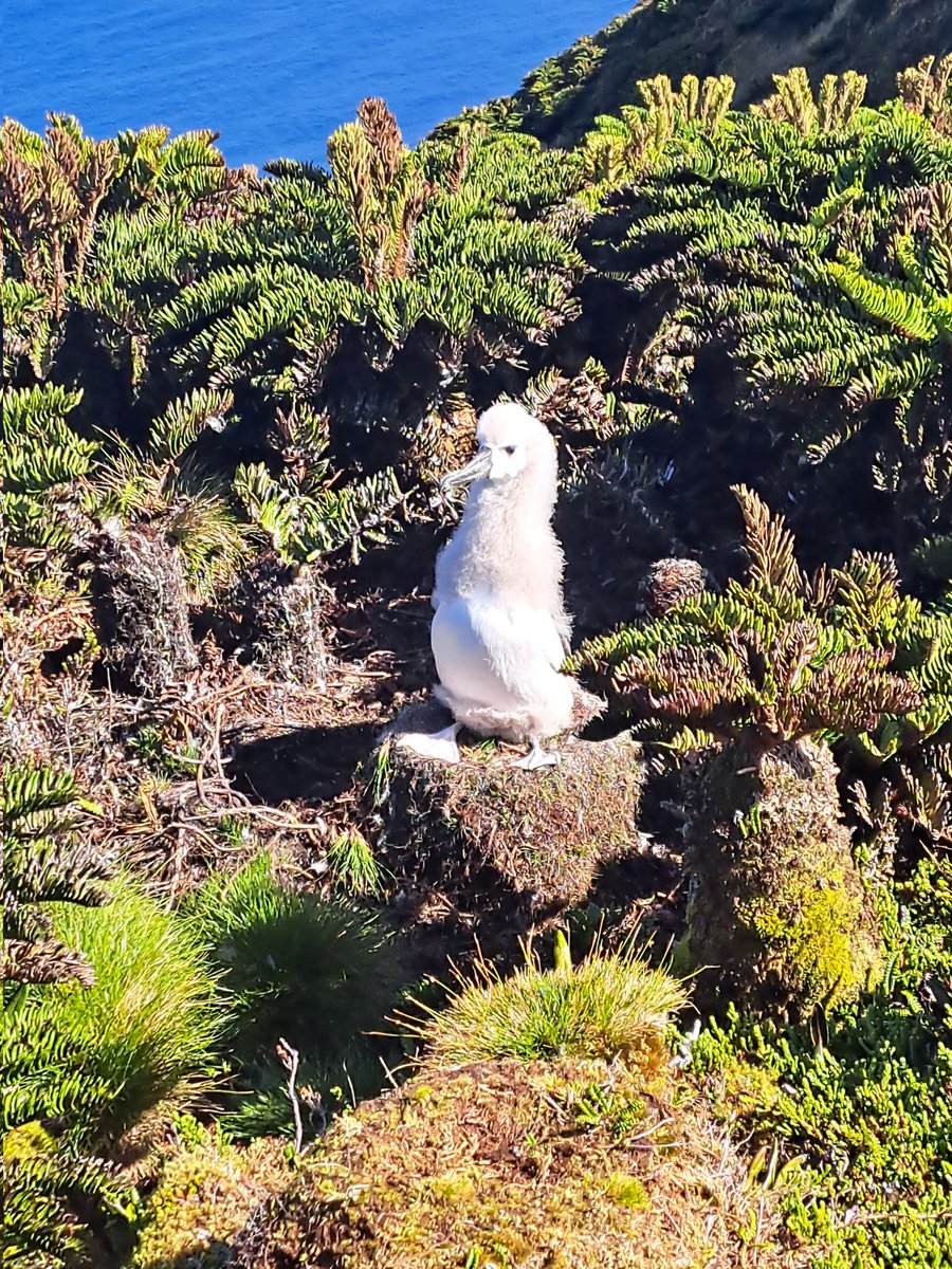 Tristan da Cunha tweet media