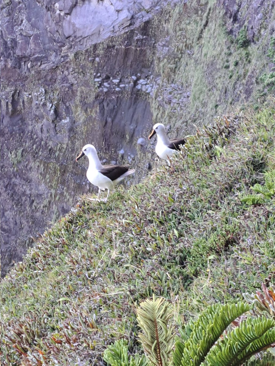 Tristan da Cunha tweet media