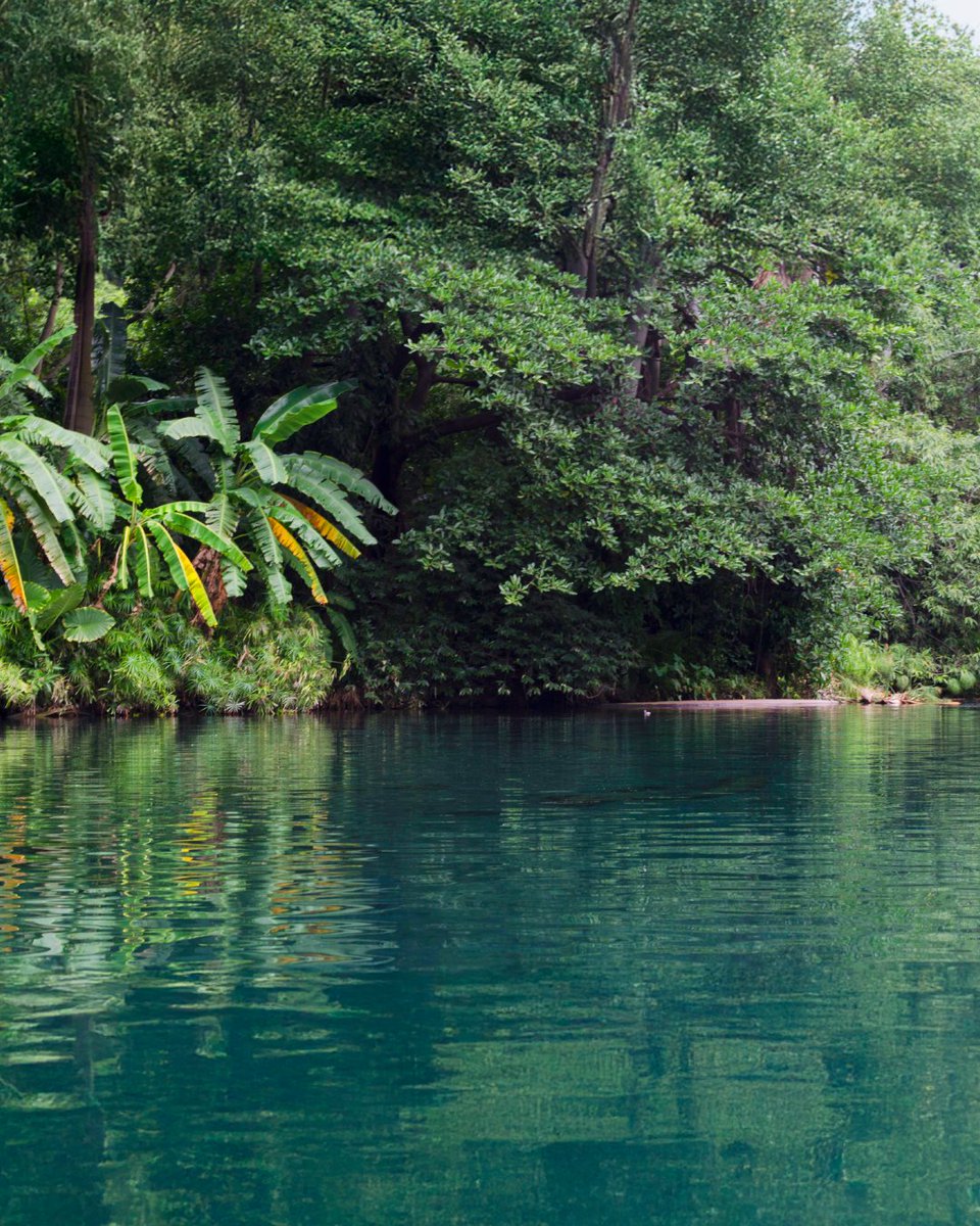 Cada corriente tiene un propósito, la nuestra te lleva a ti. 🌊🧭

#LasEstacas #ConexiónNatural #ParqueNatural #VisitaMorelos