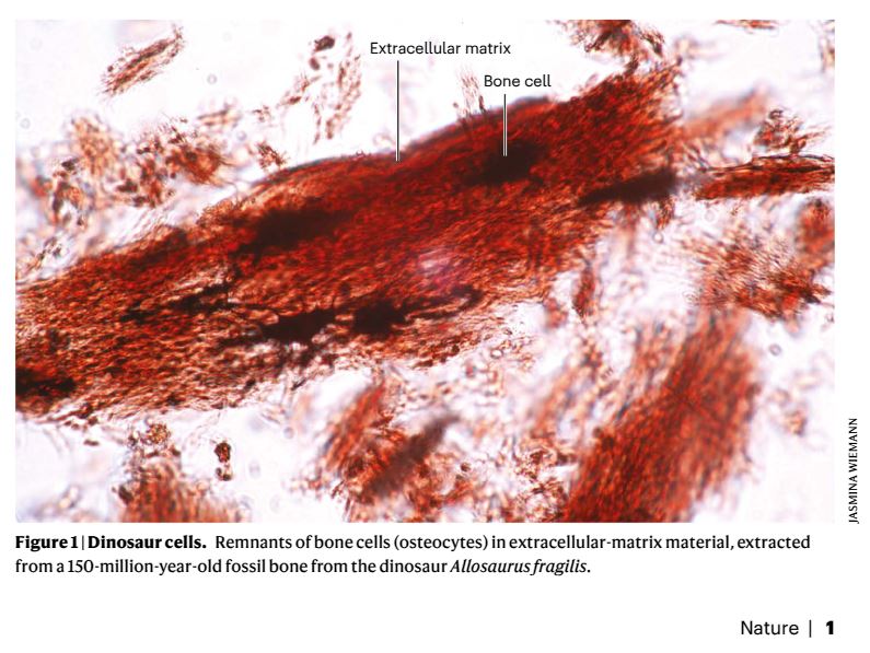 Excited to share my latest thoughts in <a href="/Nature/">nature</a>: From the discovery of fossilized #dinosaur cells to the application of time-integrated #biosignatures! 
🦕🧬🚀
Explore the fate of biomolecules through time - here: rdcu.be/edUZR
#astrobiology #paleontology <a href="/JohnsHopkins/">Johns Hopkins University</a>