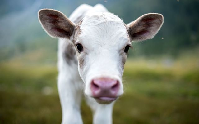 ⓋWillowⓋ Vive Le Canada tweet media