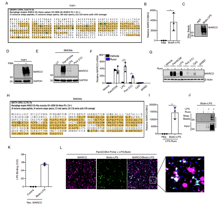 MARCO is an IFN-restricted immunometabolic decoy LPS receptor
doi.org/10.1101/2025.0…