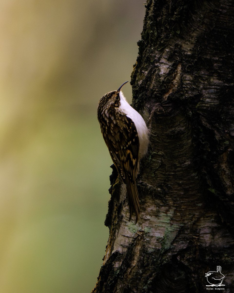 Kiran Simpson (@kiransimpson) on Twitter photo I'm always fascinated by Treecreepers. π―π€ These tiny birds spiral up tree trunks in search of hidden insects, using their curved claws and stiff tail feathers for support. Once they reach the top, they swoop down to start again, always upwards, never back. I'm always fascinated by Treecreepers. π―π€ These tiny birds spiral up tree trunks in search of hidden insects, using their curved claws and stiff tail feathers for support. Once they reach the top, they swoop down to start again, always upwards, never back.