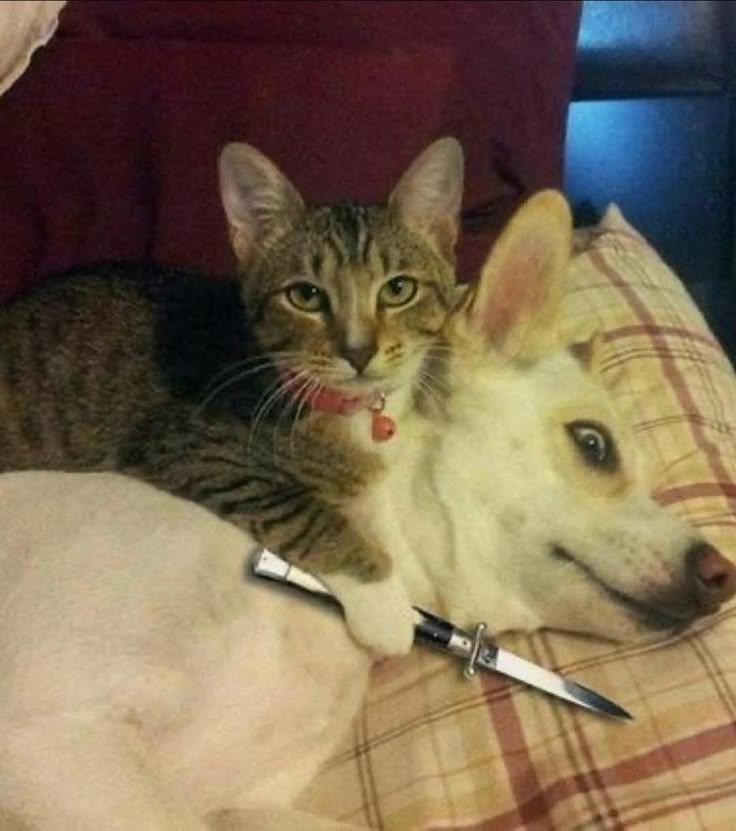 Posts Of Cats (@postsofcats) on Twitter photo 