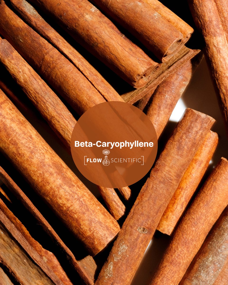 Spice up your life? Beta-Caryophyllene’s been doing it all.

Found in cinnamon, black pepper, and cloves, this bold terpene brings warm, cozy scents you can’t resist.

Next time you sip chai or crack fresh pepper, take a deep breath—you’re smelling the science of spice.