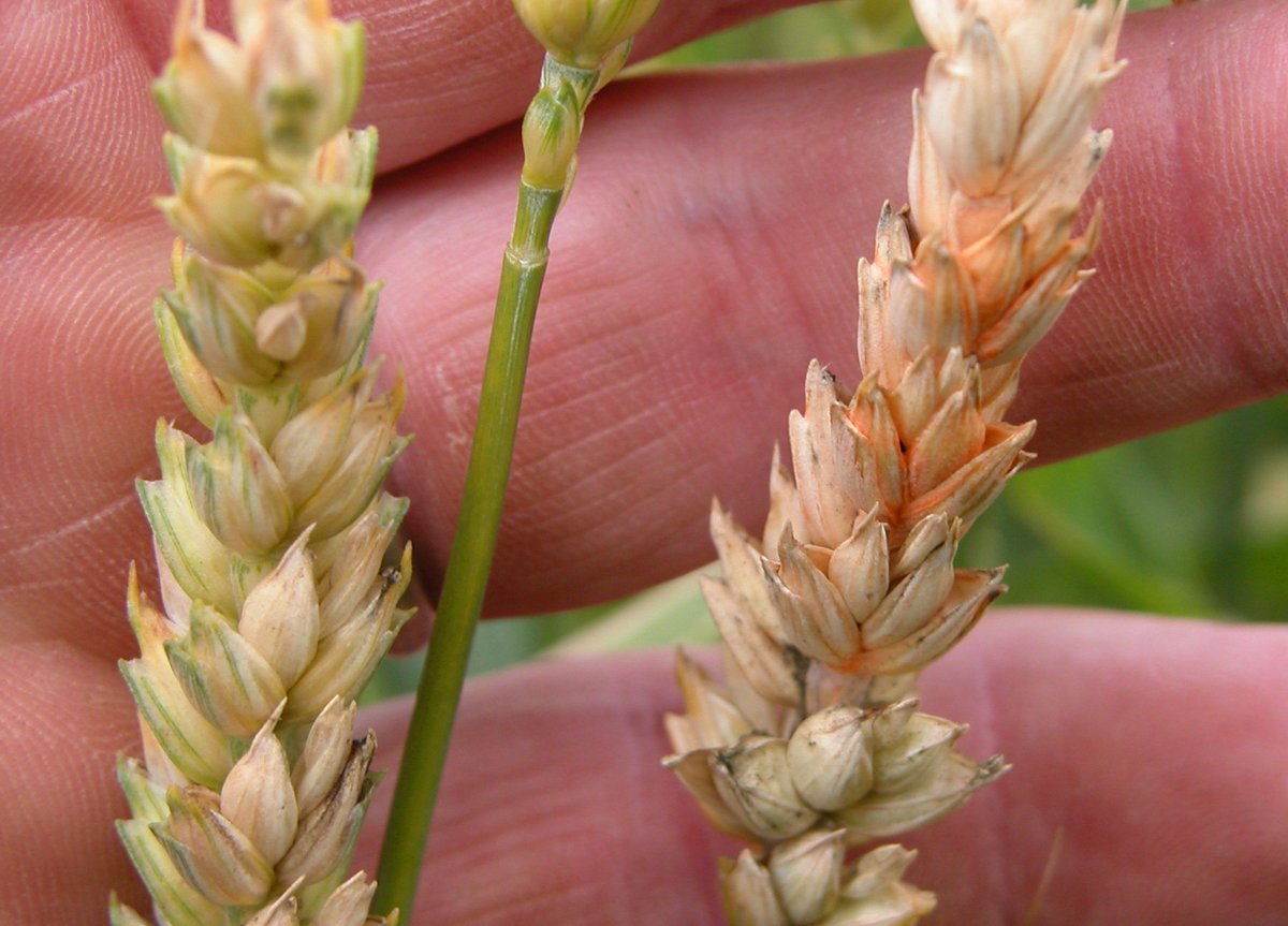 Crop Protection Network (@cropnetwork) on Twitter photo Wheat Fungicide Efficacy Guide for 2025 just released at cropprotectionnetwork.org/publications/f…
From Extension. <a href="/KelseyFAndersen/">Kelsey Andersen Onofre</a> <a href="/KSUWheatDisease/">KSU Wheat Pathology</a> <a href="/cropdoc08/">Kiersten Wise</a> <a href="/cropdisease/">Carl Bradley</a> <a href="/NDAgExpStation/">NDSU AgExpStation</a> <a href="/PACropDoc/">Dr. Alyssa Collins</a> <a href="/MartinChilvers1/">Martin Chilvers</a> <a href="/AlbertTenuta/">Albert Tenuta</a> <a href="/travisfaske/">Travis Faske</a> <a href="/BorisCamiletti/">Boris X Camiletti</a> <a href="/DTelenko/">Darcy Telenko</a> <a href="/ppp_trey/">Trey Price</a> <a href="/baldpathologist/">Tom Allen</a> Wheat Fungicide Efficacy Guide for 2025 just released at cropprotectionnetwork.org/publications/f…
From Extension. <a href="/KelseyFAndersen/">Kelsey Andersen Onofre</a> <a href="/KSUWheatDisease/">KSU Wheat Pathology</a> <a href="/cropdoc08/">Kiersten Wise</a> <a href="/cropdisease/">Carl Bradley</a> <a href="/NDAgExpStation/">NDSU AgExpStation</a> <a href="/PACropDoc/">Dr. Alyssa Collins</a> <a href="/MartinChilvers1/">Martin Chilvers</a> <a href="/AlbertTenuta/">Albert Tenuta</a> <a href="/travisfaske/">Travis Faske</a> <a href="/BorisCamiletti/">Boris X Camiletti</a> <a href="/DTelenko/">Darcy Telenko</a> <a href="/ppp_trey/">Trey Price</a> <a href="/baldpathologist/">Tom Allen</a>