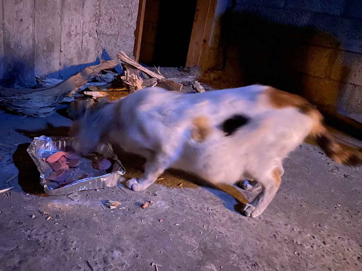 💞💖Mohamed mosa😽MO🐾 tweet media