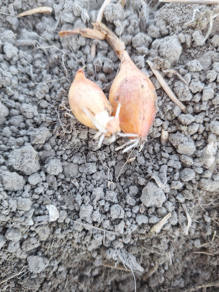 Een mooie tijd van het jaar gaan we weer tegemoet het voorjaar! Vorige week gingen de veldbonen en plantuien de grond in. Ze beginnen al te kiemen🌱 Natuur aan het werk, het begin van een nieuwe oogst!