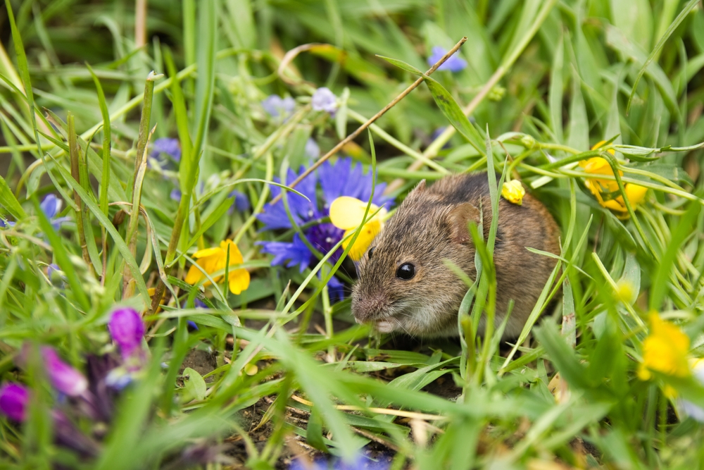 masters_pest's tweet image. Spring is rodent breeding season, resulting in rapid population growth and a surge in activity. Early intervention is critical to prevent infestations. Call Masters Pest Control for an expert consultation: (877)-546-9575. #rodents #Masterspestcontrol