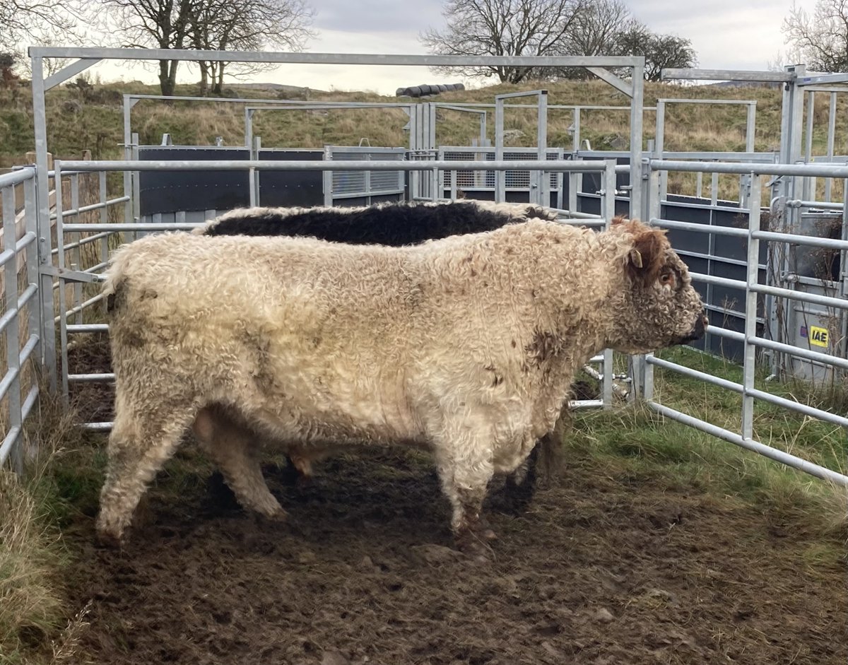 The first riggit galloway calves of 2025 - two bulls and a heifer born over the last few ice-cold days to the tune of lapwings, skylarks and the first few sandmartins! 

Sire is red-pointed white galloway bull "Whitsun o' Craig"