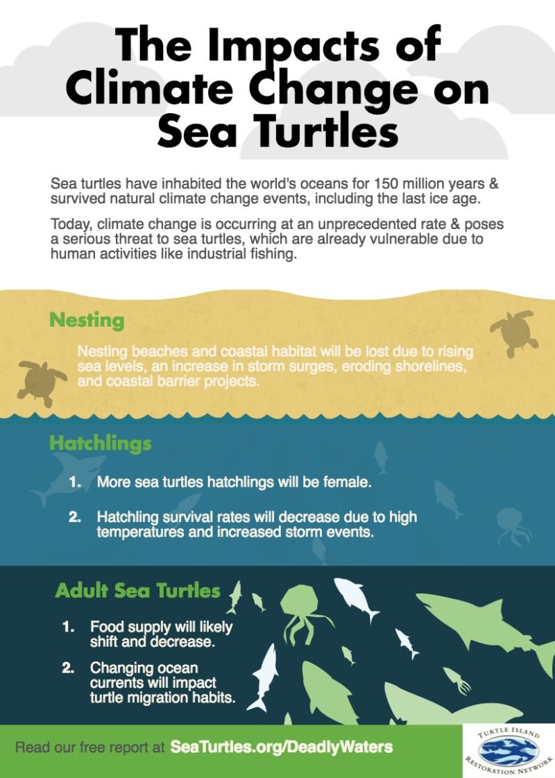 Climate Change Endangers Sea Turtles 🐢

Rising seas, extreme heat, and food shifts threaten sea turtles at every life stage.

🔹 Lost nesting sites
🔹 Fewer surviving hatchlings
🔹 Disrupted food &amp; migration

via Turtle Island Restoration Network (TIRN)