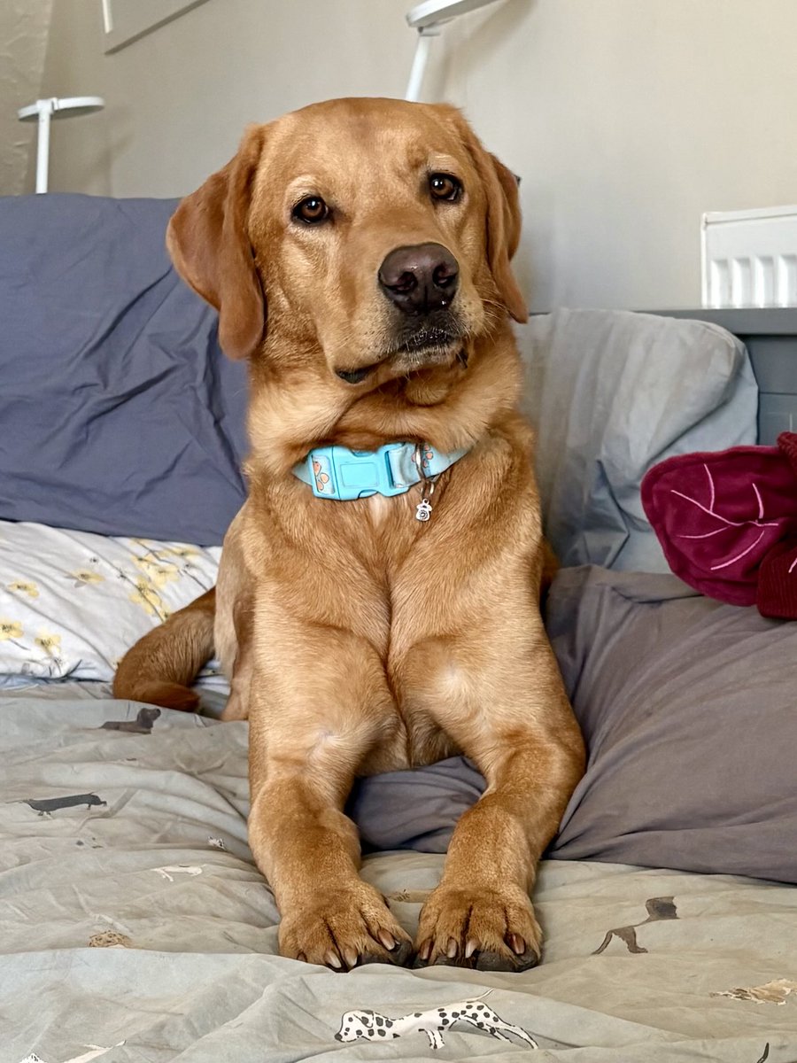 EmilyTaylor27's tweet image. Posh Paws!