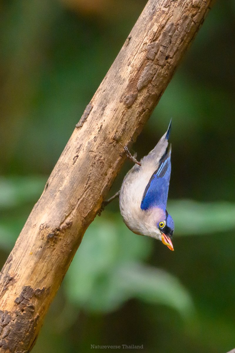 natureverseth's tweet photo. The beautiful velvet-fronted nuthatch in the forests of Doi Inthanon, Chiangmai, the tallest mountain in Thailand
#birds #thailandbirds #natureversethailand #nikon #nikonz6iii https://t.co/5Ey5angwYy