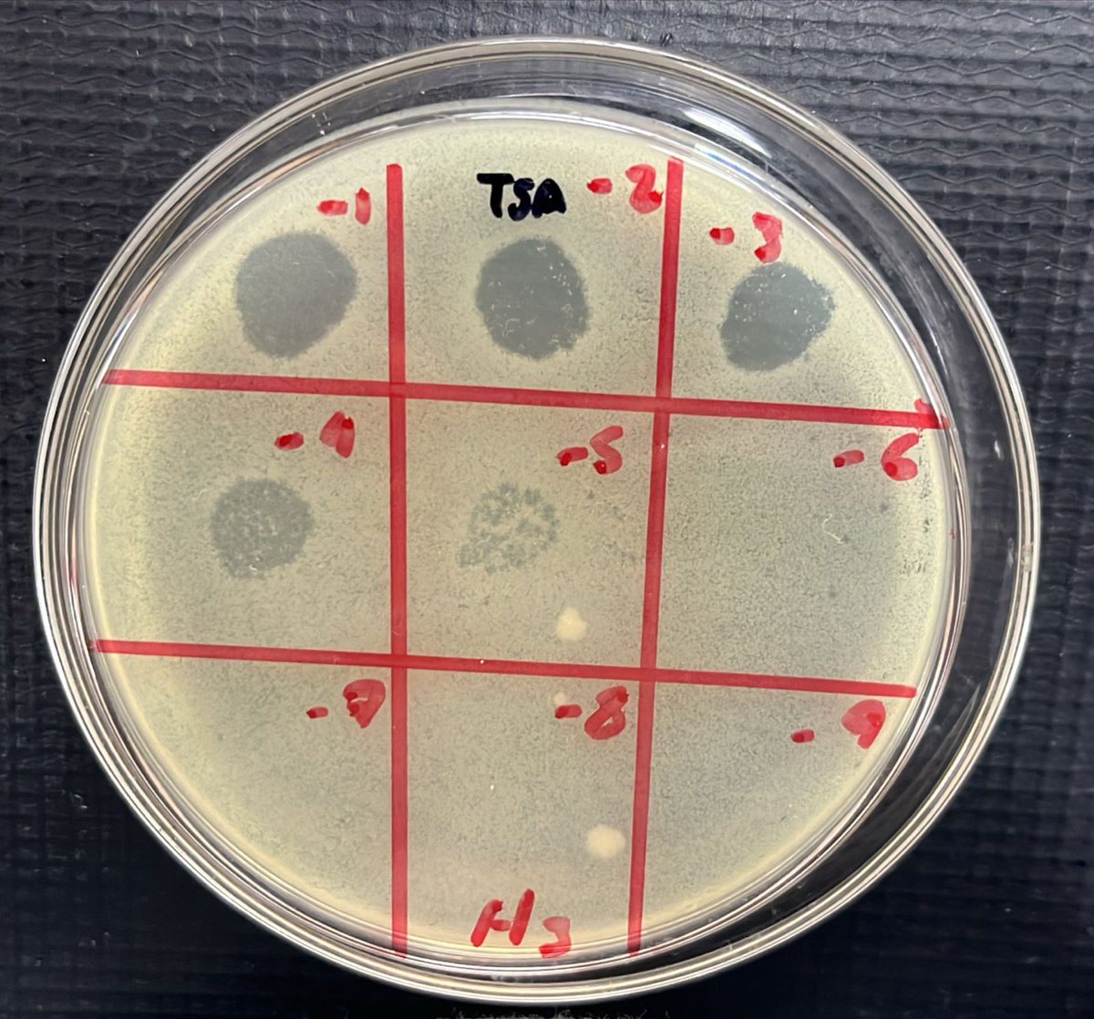 Marynes Montiel (@marynesmontiel) on Twitter photo La técnica de "spot" nos permite tener una idea de la cantidad de #bacteriofagos presentes en una muestra. Desde el #labmicroambiental de la <a href="/fcvespol/">Facultad de Ciencias de la Vida</a> <a href="/DEC_INV_ESPOL/">Investigación ESPOL</a> <a href="/espol/">ESPOL</a> utilizamos la técnica para determinar la concentración de fagos a utilizar contra E. coli y Ralstonia.💥💯 La técnica de "spot" nos permite tener una idea de la cantidad de #bacteriofagos presentes en una muestra. Desde el #labmicroambiental de la <a href="/fcvespol/">Facultad de Ciencias de la Vida</a> <a href="/DEC_INV_ESPOL/">Investigación ESPOL</a> <a href="/espol/">ESPOL</a> utilizamos la técnica para determinar la concentración de fagos a utilizar contra E. coli y Ralstonia.💥💯