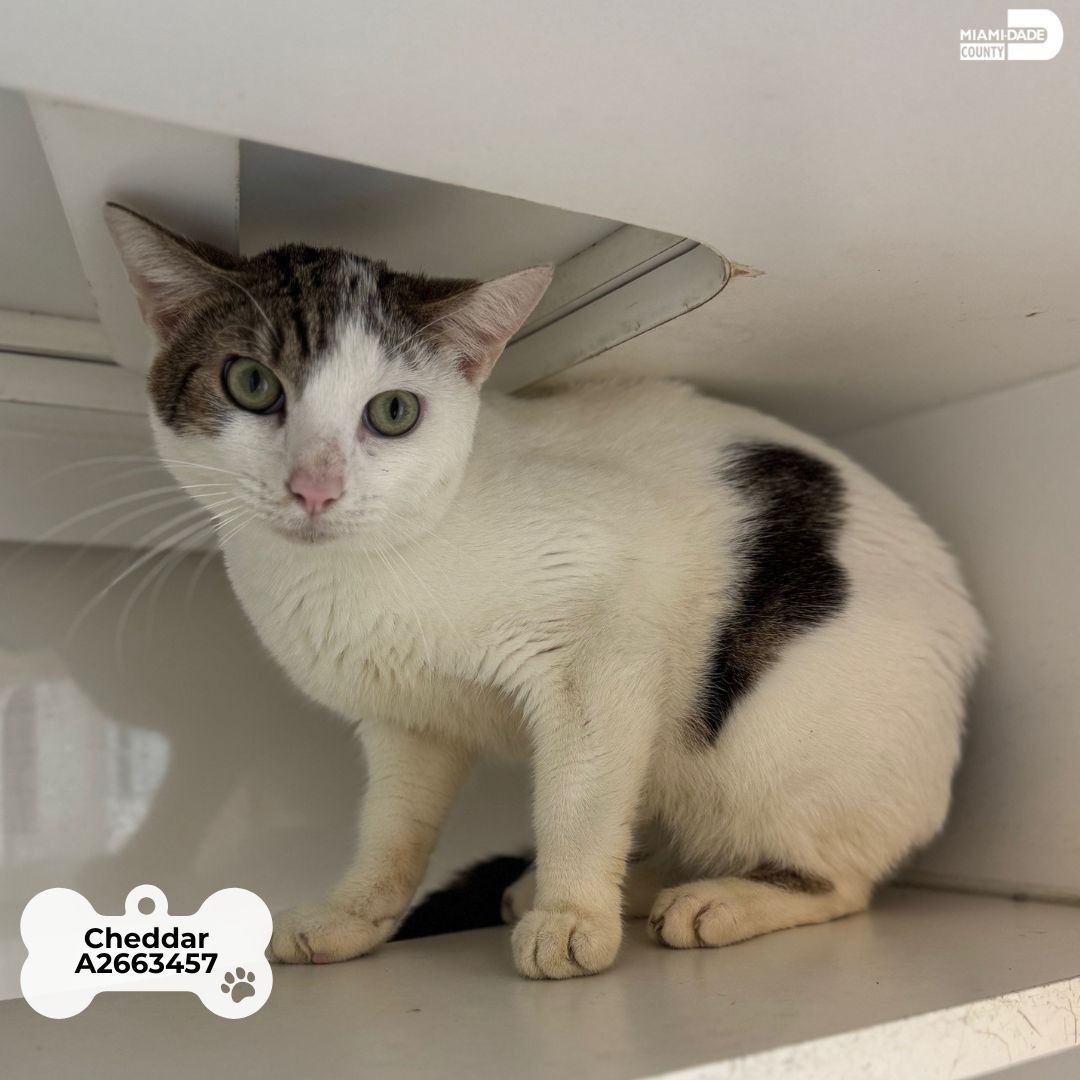 Miami-Dade County Animal Services tweet media