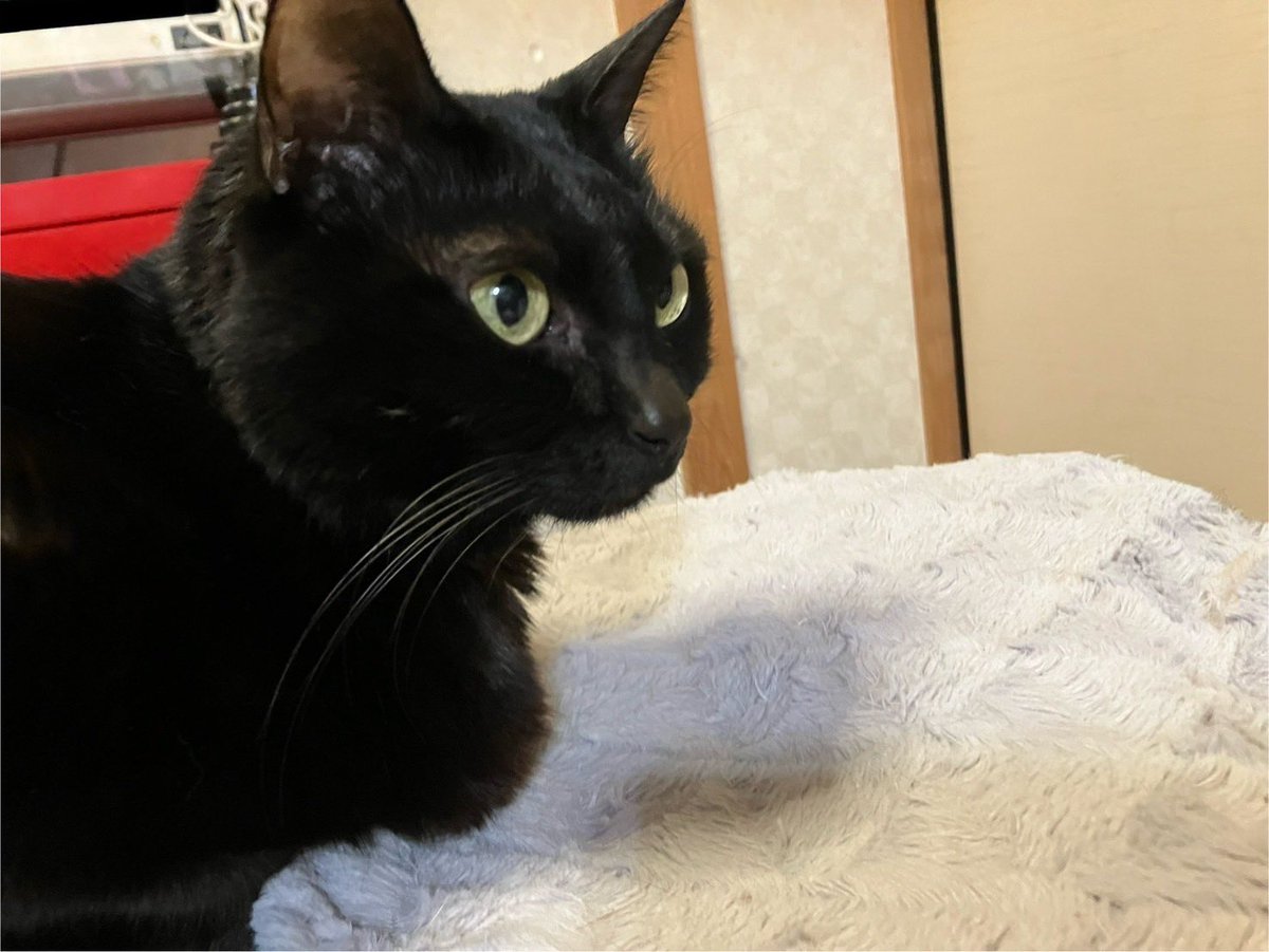 一週間前からトライアルへ行ってたチョコ。
無事、正式譲渡となりました。

三毛ちゃんと黒猫ちゃんのいるお宅へ🥰

黒猫の未来ちゃんは8〜9年前、DearCatから卒業した子です。
またDearCatから迎えたいと思って頂けたこと、本当に感謝です🥺💕