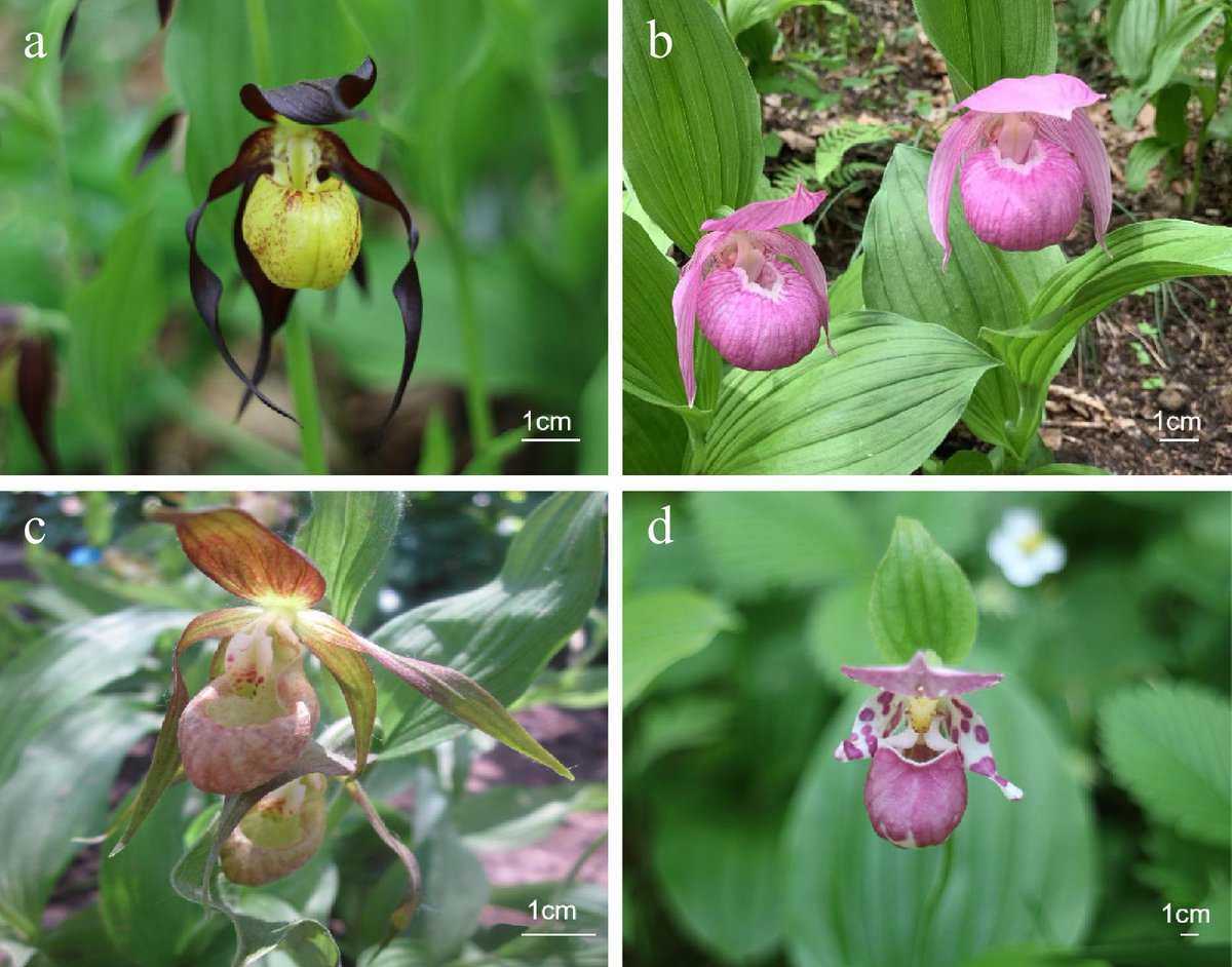 HortiPlant's tweet image. #OPR 
Cypripedium&apos;s microbial community in Changbai Mountain shows diverse fungi and bacteria. Study provides insights for conservation of this endangered plant. 🌿 #Cypripedium #MicrobialCommunity

@MaximumAcademic @Stressed_plants 

Details: maxapress.com/article/doi/10…