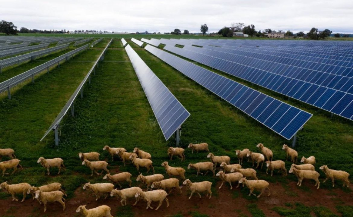 EthiopiaHailey's tweet photo. Solar has potential to up farmer morale by supplying reliable electricity, increasing irrigation capacity and yields, and scaling local entrepreneurial activity by linking farmers to export hubs &amp; reducing waste loss via cold storage facilities. 📸 : online https://t.co/ACmcWRwrqI
