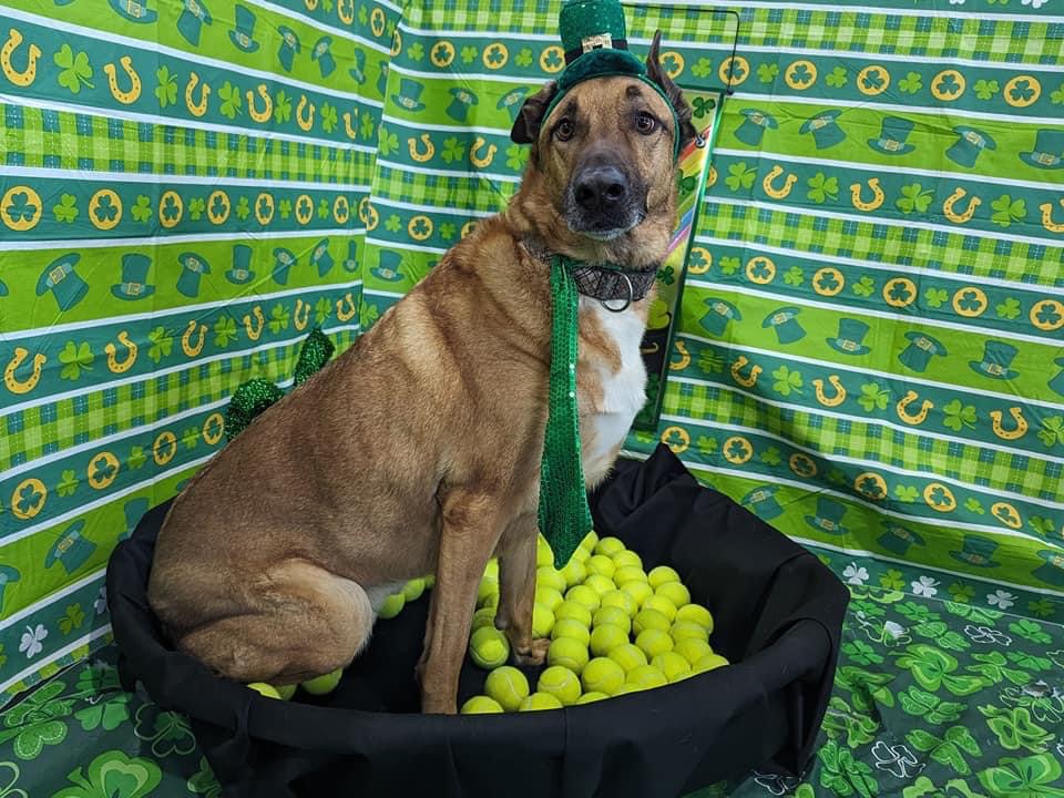 Ajax wishes everyone a Happy St Patrick's Day!