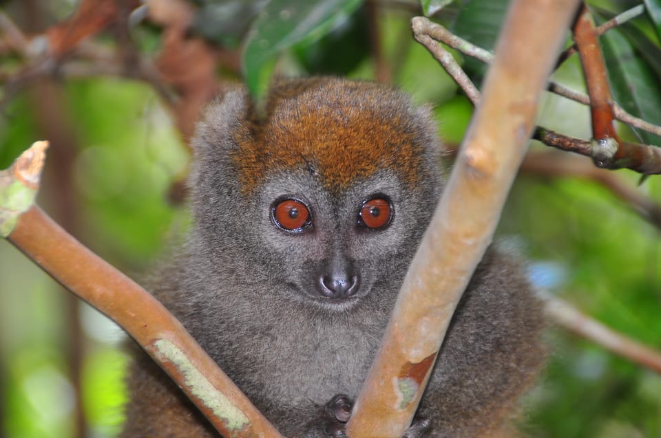 Marvanton24's tweet photo. #MadagascarTravel #AndasibeMantadia #ExploreMadagascar #WildlifeAdventure #RainforestEscape #IndriIndri #NatureLovers #EcoTourism #NationalPark #TropicalParadise #SustainableTravel #VisitMadagascar #TravelAfrica #LemurWatching #AdventureAwaits Read more - https://t.co/ev8Cuxm6In https://t.co/qfQznqUYU6