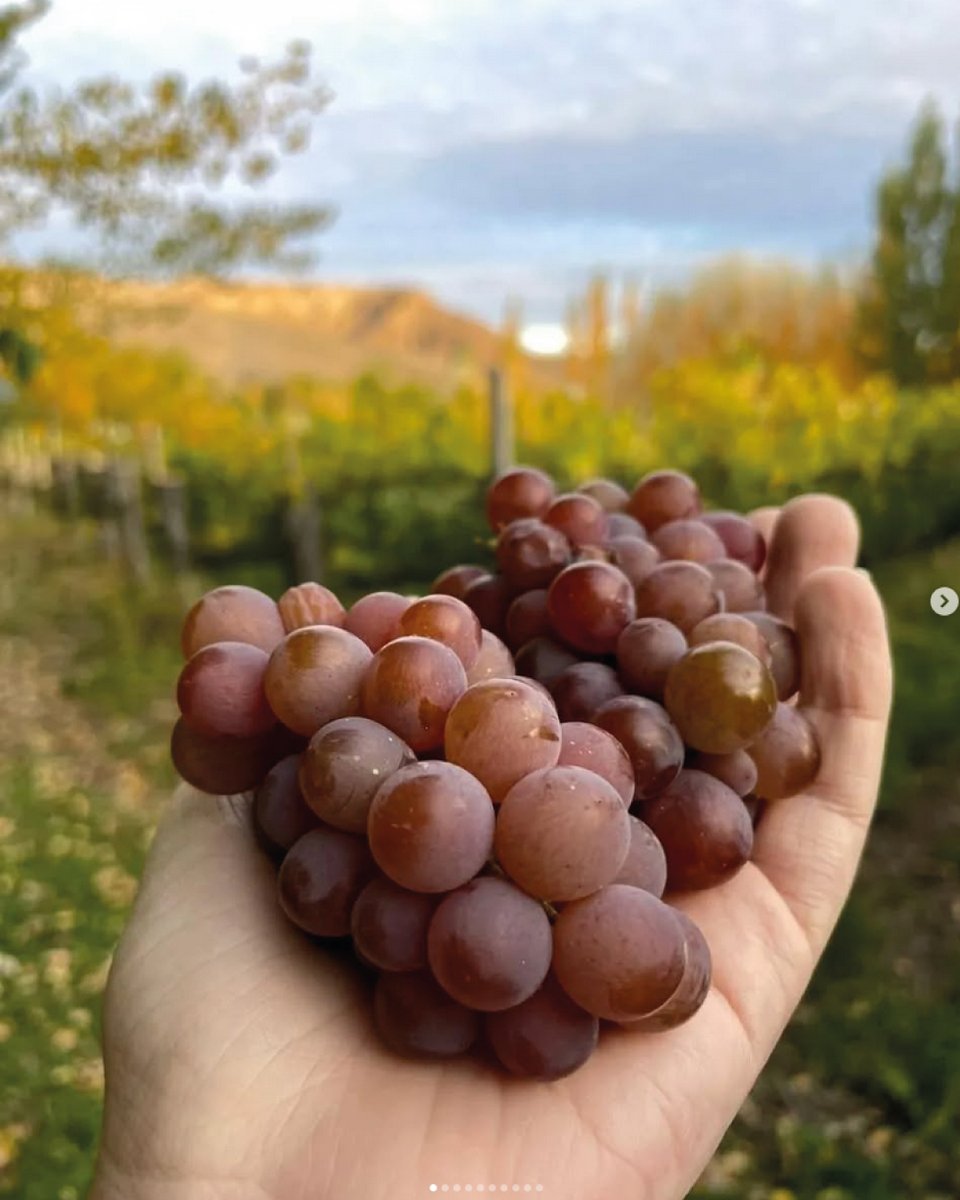 🍷 Ruta del vino en la Meseta Central 🍷

📍 Sumalo a tu recorrido por la comarca y descubrí el sabor de la Patagonia.

#RutaDelVino #VinosPatagónicos #MesetaCentral #CorazonDeLaPatagonia